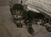 Mixed maincoone fluffy kitten