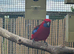 Male Crimson Rosella