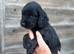 Working cocker spaniels