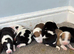 Lurcher pups for sale
