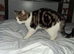 Female cat