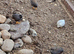 Quails