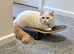 Ragdoll / Persian Cross for sale