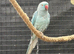 Breeding pair of ringnecks