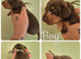 PRA CLEAR MINIATURE DACHSHUND PUPPIES