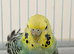 7 Aviary Budgies 2025