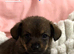 Dachshund x Pomeranian puppies