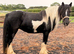 Heavy weight cob