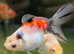 Orandas and Ranchu