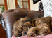 Shih Tzu girl for sale