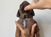 Cocker spaniel CROSS pups