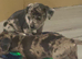 Beautiful Jackweenies for sale