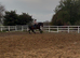 17.2 registered Hanoverian anyone’s ride