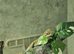 4 Baby Bearded Dragons