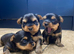 TOY SIZE YORKSHIRE TERRIER BOYS