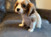 CAVALIER KING CHARLES PUPS KC REG READY NOW
