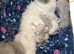 3week ragdoll kitties