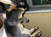 Rabbit Black otter mini rex for sale