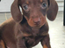 Miniature Dachshund puppy's for sale