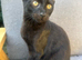 6 Beautiful Black Kittens Ready For Their Forever Homes
