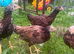 Asil pullets 5 month old.