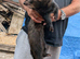 Ferret for sale