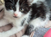 For sale black and white fluffy kitten