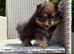 XS Teddy Pomeranian Boy