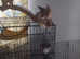 Cat for sale