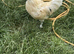 Roosters in need of re-homing - Free to good homes!