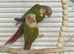 Breading pair of conour