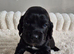 1 Beautiful Black Cocker Spaniel Puppy left!!