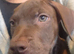 Loving puppies