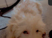 Waffle
