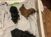 For sale 3 chowba cross sprocker pups