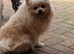 Pomeranian girl