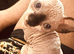 Boy Canadian Sphynx