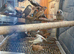 Cockatiels finches 40 budgies canary's
