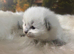 Ragdoll seal point kittens born 19/07/26