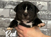 Staffy X Pocket Bully Puppies