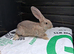 Flemish giant titanic buck babys