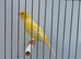 2025 waterslager canary hen proven