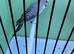 Top quality Blackwing split blackface budgies
