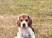 Two gorgeous beagle puppies
