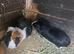 Adult male guinea pigs