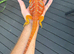 Bearded dragons from 150