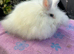 Lionhead female