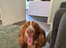 Sprocker puppies litter of 9 5 girls 4 boys