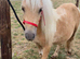 Beautiful Palomino And White Mini Shetland Gelding