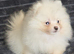 Pomeranian puppies ready to go
